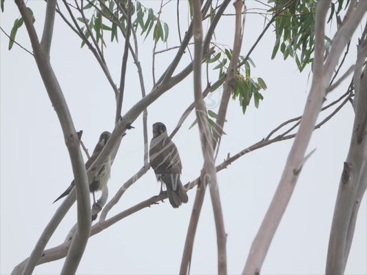 Brown Falcon - two birds perched 4K