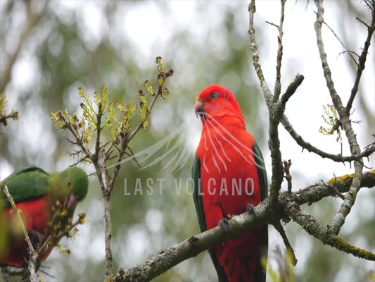 Australian King Parrot - two birds perched and taking off 4K