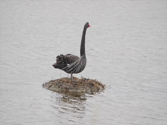 Black swan - sitting on a nest 4K