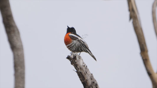 Scarlet Robin - stock video sequence 4K