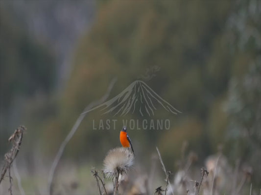 Flame Robin - male bird in a field sequence 4K