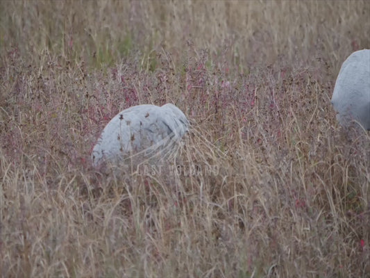 Brolga - two birds in a field 4K