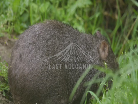 Common wombat - hidden in the grass 4K Australian Wildlife Stock Video