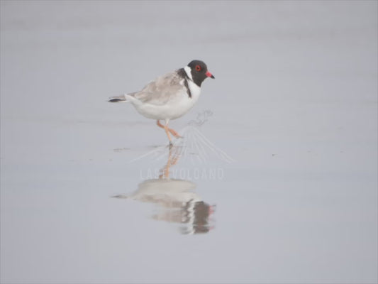 Hooded dotterel (hooded plover) - beach sequence 4K