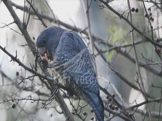 Gang-gang cockatoo - female bird eating berries 4K