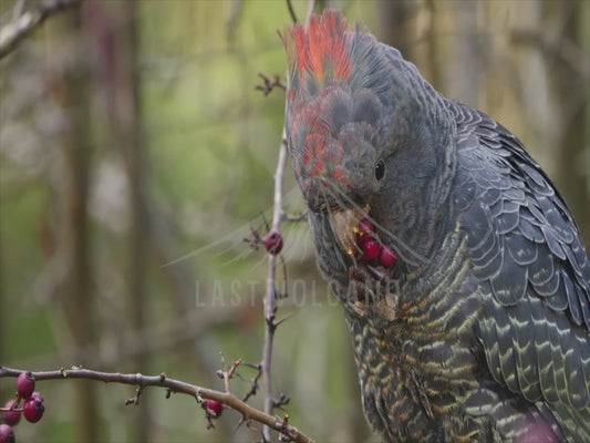 Gang-gang cockatoo - young male bird eating in slow motion 4K