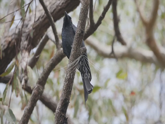 Spangled drongo - Australian wildlife stock video 4K