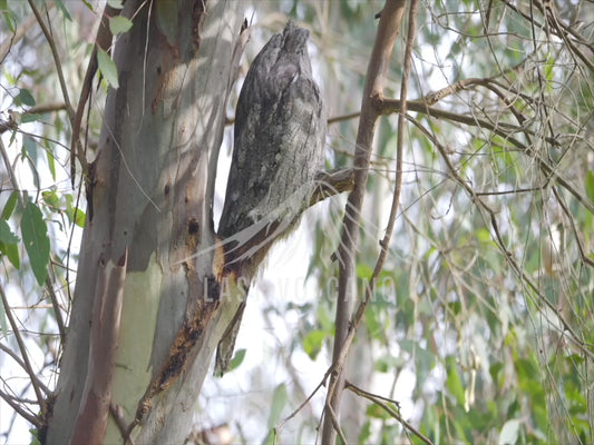 Tawny Frogmouth - camouflage sequence 4K