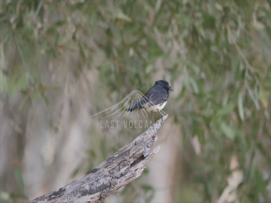 Willie wagtail - Australian Wildlife Stock Video 4K