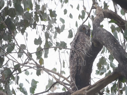 Powerful Owl - perched under sparse canopy 4K