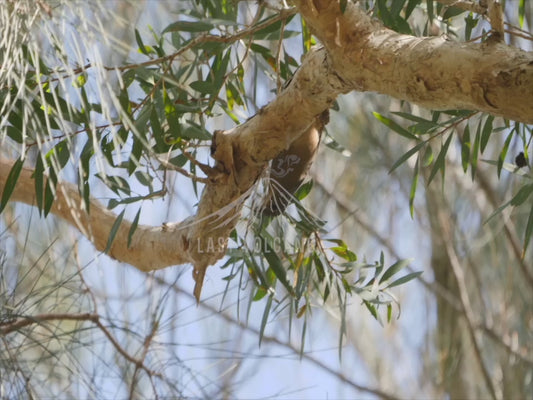 Rufous shrikethrush - sequence 4K