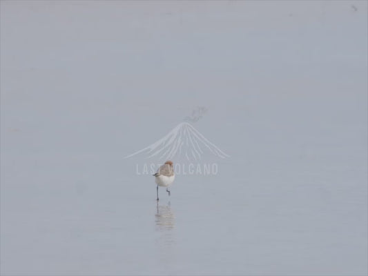 Red-capped plover - sequence on beach 4K