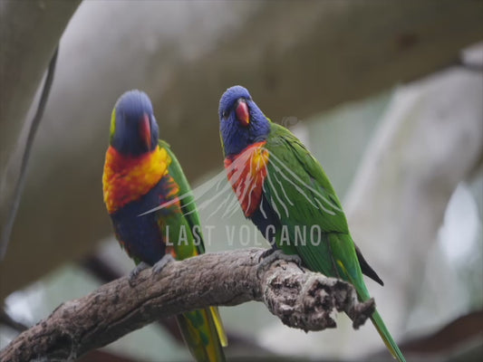 Rainbow lorikeet - two perched 4K