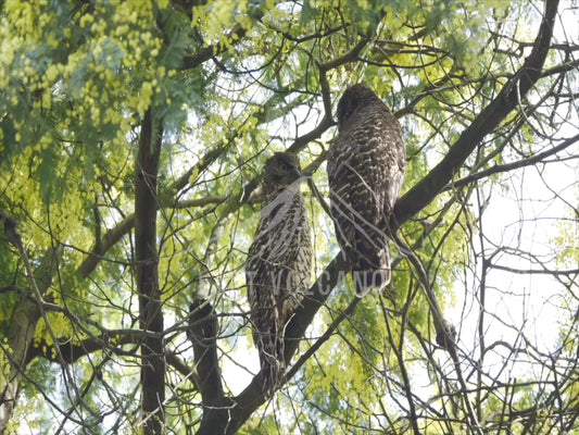 Power Owl - two owls perched in a black wattle 4K