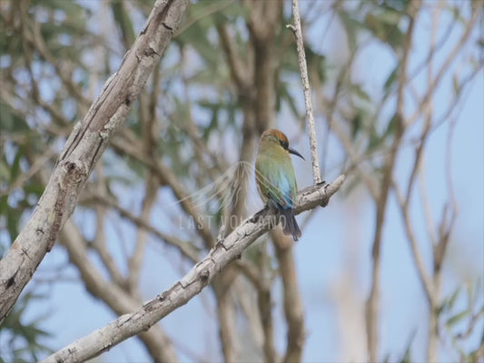 Rainbow bee-eater - perched sequence 4K