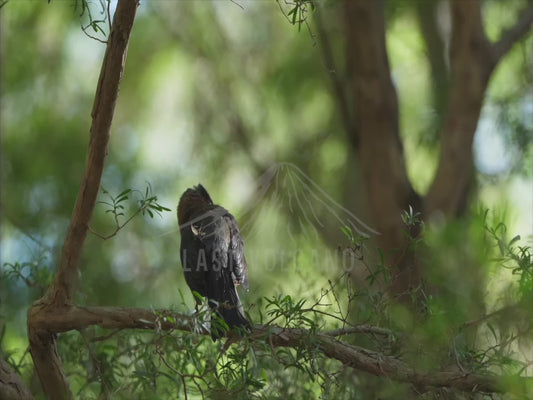 Eastern spinebill - preening 4K