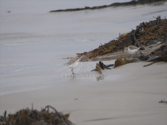 Red-capped plover - sequence 4K