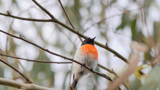 Scarlet Robin - perched high in a tree stock video sequence 4K