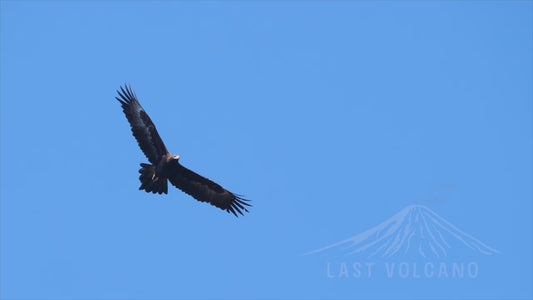 Wedge-tailed Eagle in flight - Sequence 4K