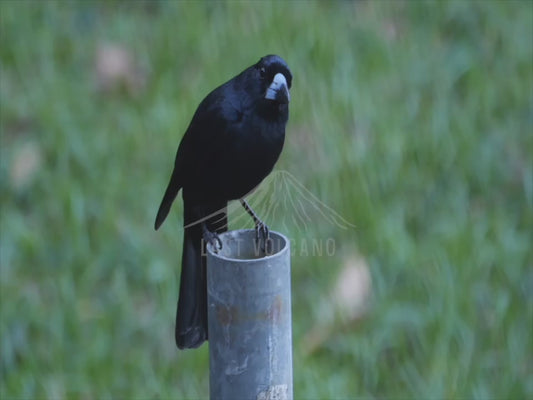 Black butcherbird - perched 4K Australian Wildlife Stock Video