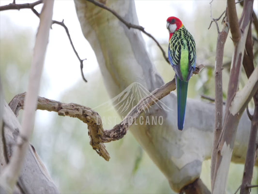 Eastern Rosella - perched sequence 4K