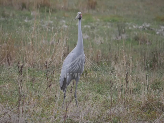 Brolga - stock video - sequence 2 - 4K