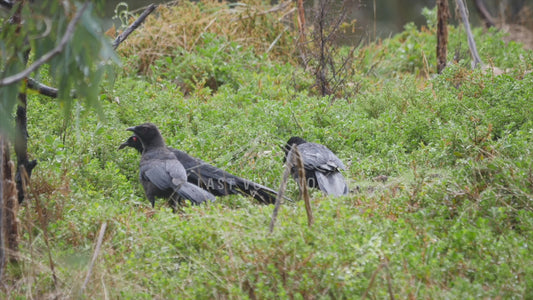 White-winged chough - Australian Wildlife Stock Video 4K