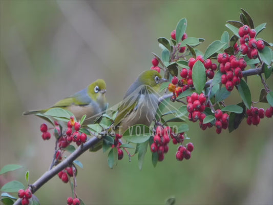 Silvereye - two birds eating berries sequence 4K