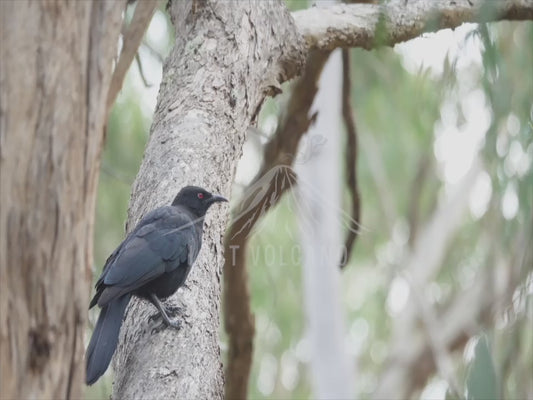 White-winged chough - sequence 4K