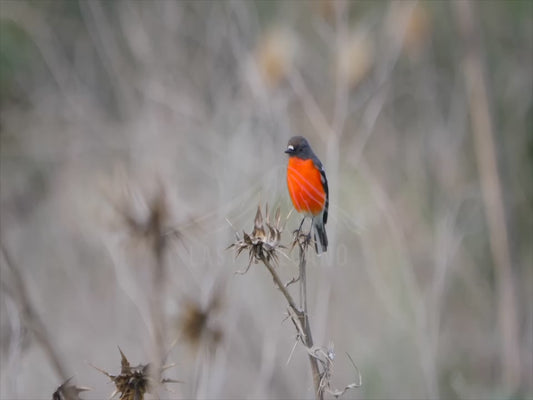 Flame Robin - male bird in a field 4K