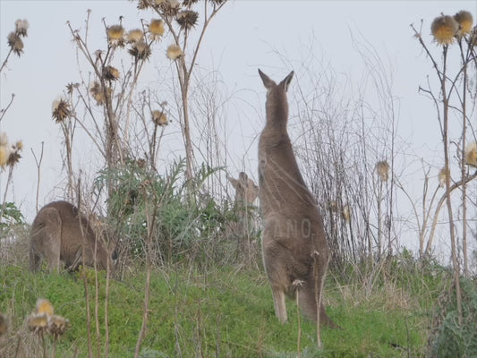 Eastern grey kangaroo - adult and joey in a field of thistles 4K