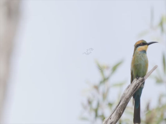 Rainbow bee-eater - perched 4K