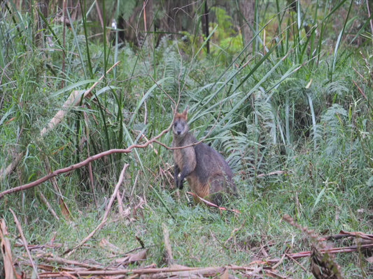 Swamp wallaby - in a wet forest 4K