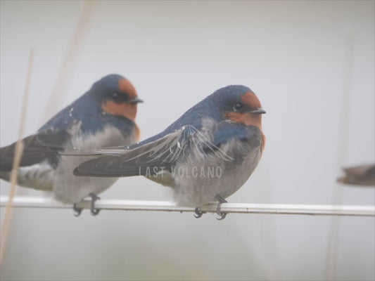 Welcome swallow - Australian Wildlife Stock Video 4K