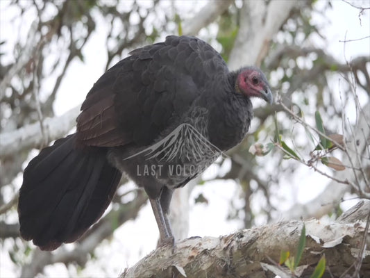 Australian brushturkey - in a tree 4K