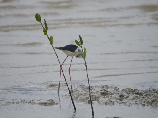 Pied stilt - strutting through low tide 4K Australian Wildlife Stock Video