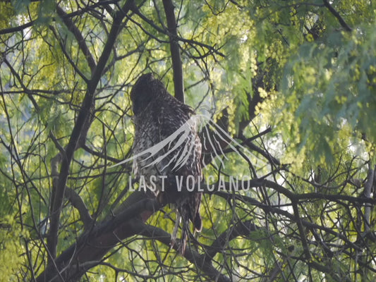 Powerful Owl - preening in a wattle tree 4K