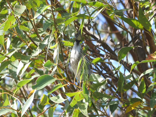 Noisy friarbird - perched in a tree 4K