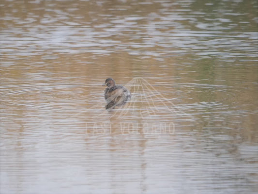 Australasian Grebe - single bird on a lake 4K