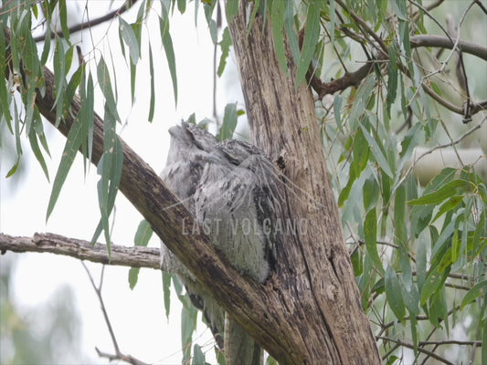 Tawny Frogmouth - Two birds perched sequence 4K Australian Wildlife Stock Video