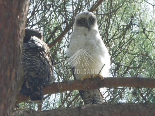 Powerful Owl chick - perched high in a pine street with parent 4K Australian Wildlife Stock Video