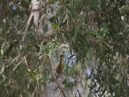 Brown Honeyeater - bird hanging upside down 4K