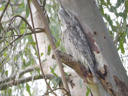 Tawny frogmouth - camouflage sequence 4K Australian Wildlife Stock Video