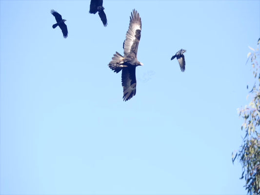 Wedge-tailed Eagle - harassed by birds sequence 4K Australian Wildlife Stock Video