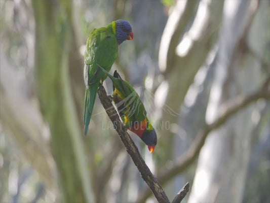 Rainbow lorikeet - two birds on a thin branch 4K Australian Wildlife Stock Video