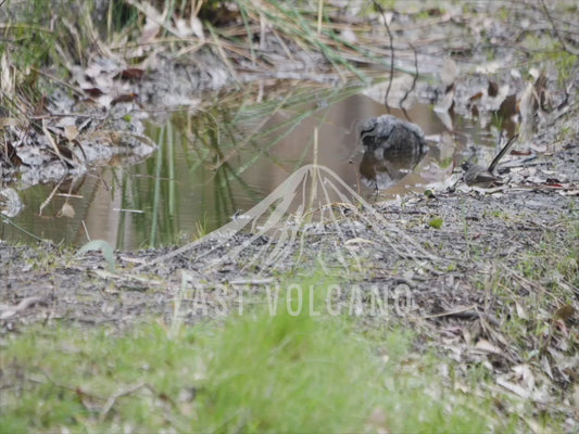 Small bush birds using a puddle to bath on a hot day 4K Australian Wildlife Stock Video