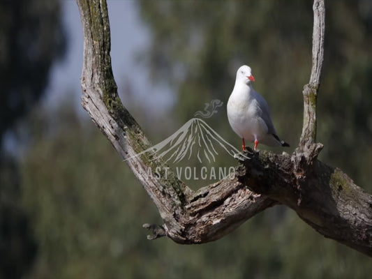 Silver gull - perched over a lake 4K