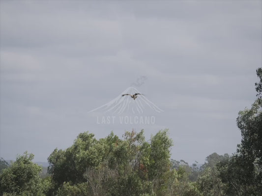 Whistling Kite - Hovering over a paddock - Australian Wildlife Stock Video 4K