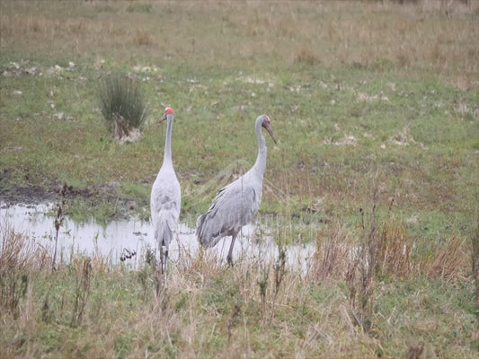 Brolga - stock video - sequence 3 - 4K