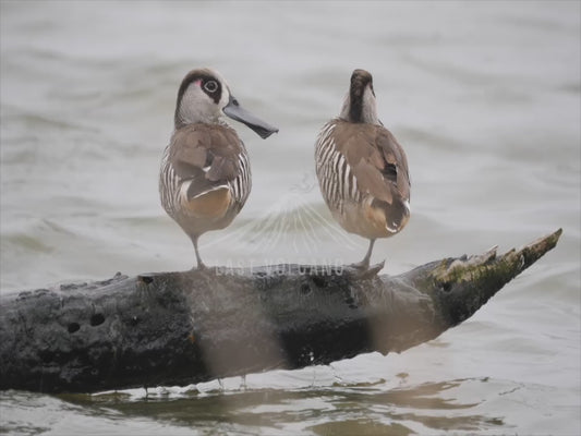 Pink-eared duck - ducks perched over water 4K